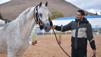 أسامة العوفي